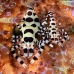 shrimp_coleman_bhr_tam_v_0359_bal6221.jpg